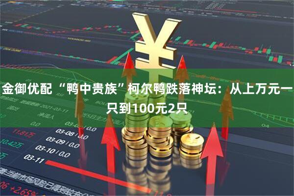 金御优配 “鸭中贵族”柯尔鸭跌落神坛：从上万元一只到100元2只